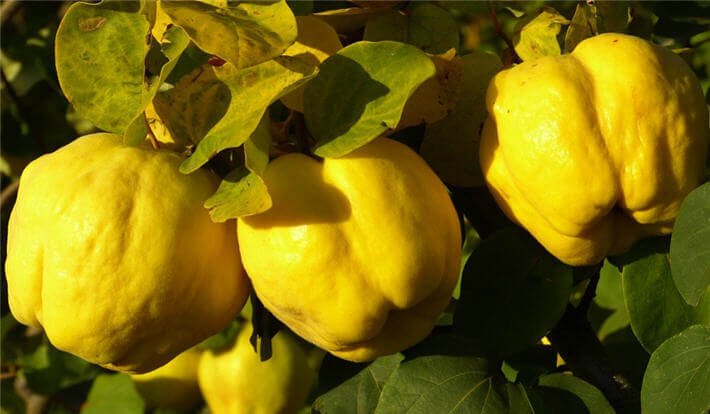 Bodur Ekmek Ayva Fidanı