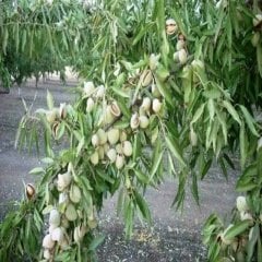 Bodur  Ferraduel Badem Fidanı