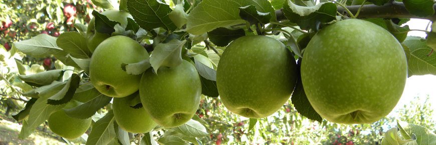 Bodur Yeşil Granny Smith Elma Fidanı