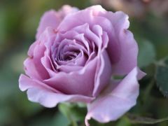 Açık Kök Kokulu Lavender Crystal Bodur Gül Fidanı