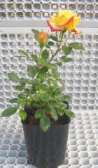 Açık Kök Yediveren Bodur Rainbow End Gül Fidanı