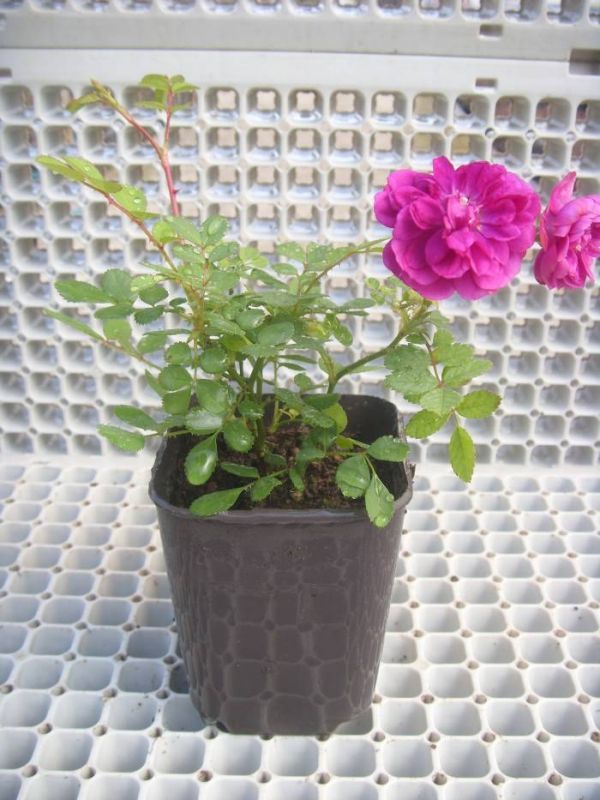 Açık Kök Yediveren Bordo Pembe Sweet Chariot Minyatür Gül Fidanı