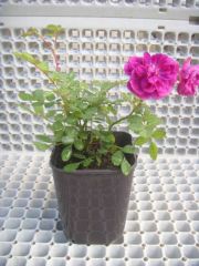 Açık Kök Yediveren Bordo Pembe Sweet Chariot Minyatür Gül Fidanı