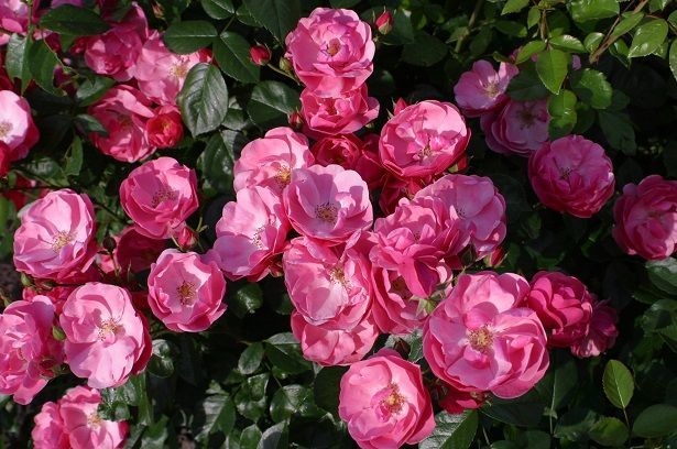 Aşılı Açık Kök Yediveren Pembe Renkli Angele Gül Fidanı