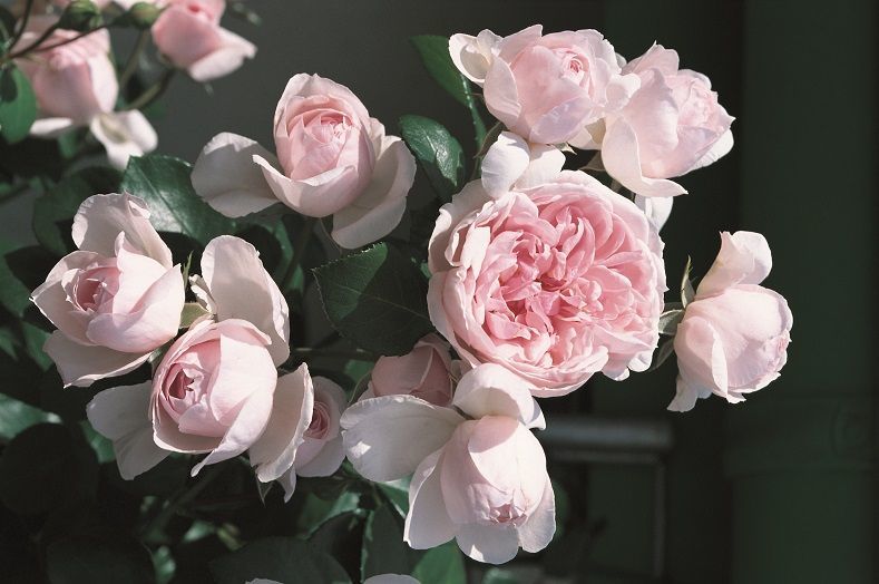 Aşılı Açık Kök Kokulu Yediveren Açık Pembe Cinderella Gül Fidanı