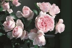 Aşılı Açık Kök Kokulu Yediveren Açık Pembe Cinderella Gül Fidanı