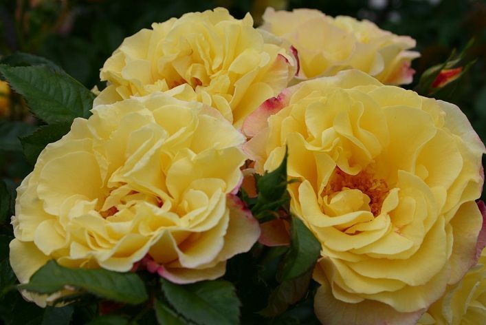 Açık Kök Aşılı Yediveren Rulgelda Sarı Gül Fidanı