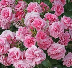 Açık Kök Yediveren Dornröscheschloss Sababurg Kokulu Gül Fidanı