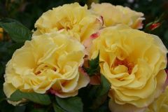 Açık Kök Kokulu Rugelda Yediveren Gül Fidanı