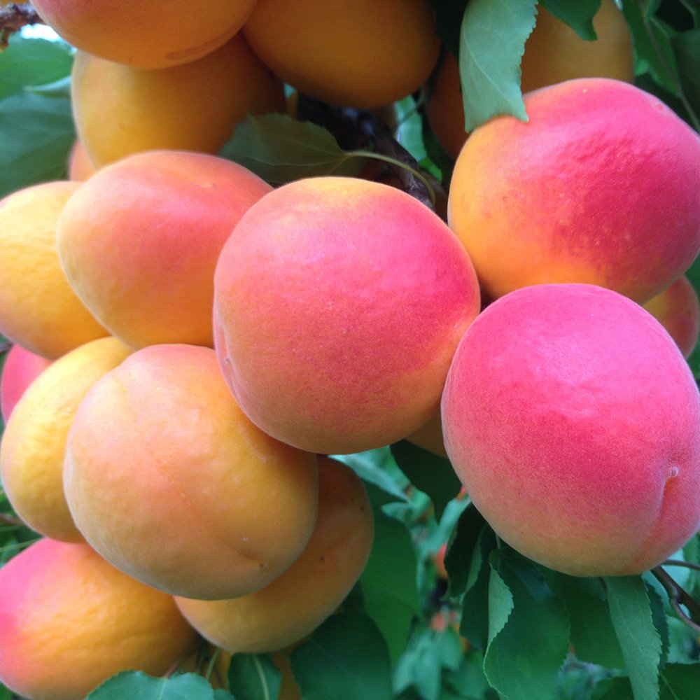 Tam Bodur Ziraat Şekerparesi Kayısı Fidanı