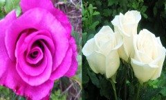 Açık Kök Yediveren Seyhan&Beyaz Gül Fidanı