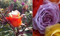 Açık Kök Yediveren Erguvan&Yavruağzı Gül Fidanı