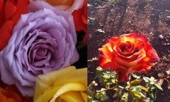 Açık Kök Yediveren Erguvan&Sarı Kırmızı Gül Fidanı