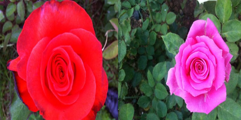 Açık Kök Yediveren Nar Çiçeği&Pembe Gül Fidanı