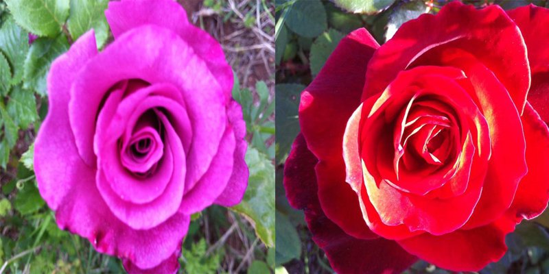 Açık Kök Yediveren Seyhan&Kırmızı Gül Fidanı