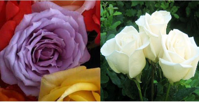 Açık Kök Yediveren Erguvan&Beyaz Çift Aşılı Gül Fidanı