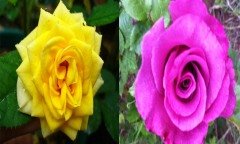 Açık Kök Yediveren Seyhan&Sarı Çift Aşılı Gül Fidanı