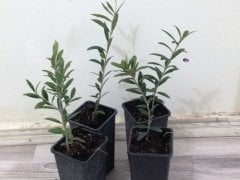 Tüplü Bodur Arbequına İspanyol Zeytin Fidanı (1 Yaşlı)