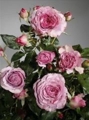 Aşılı Açık Kök Blue Orkan Yediveren Gül Fidanı