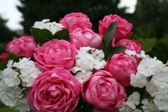 Aşılı Açık Kök Mon Petit Chou Yediveren Kokulu Gül Fidanı