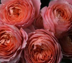 Açık Kök Aşılı Romantic Antike Yediveren Yavru Ağzı Gül Fidanı