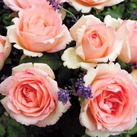 Açık Kök Aşılı Souvenir De Baden Krem Pembesi Yediveren Gül Fidanı