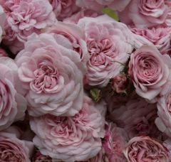 Açık Kök Aşılı Sweet Antike Yediveren Gül Fidanı