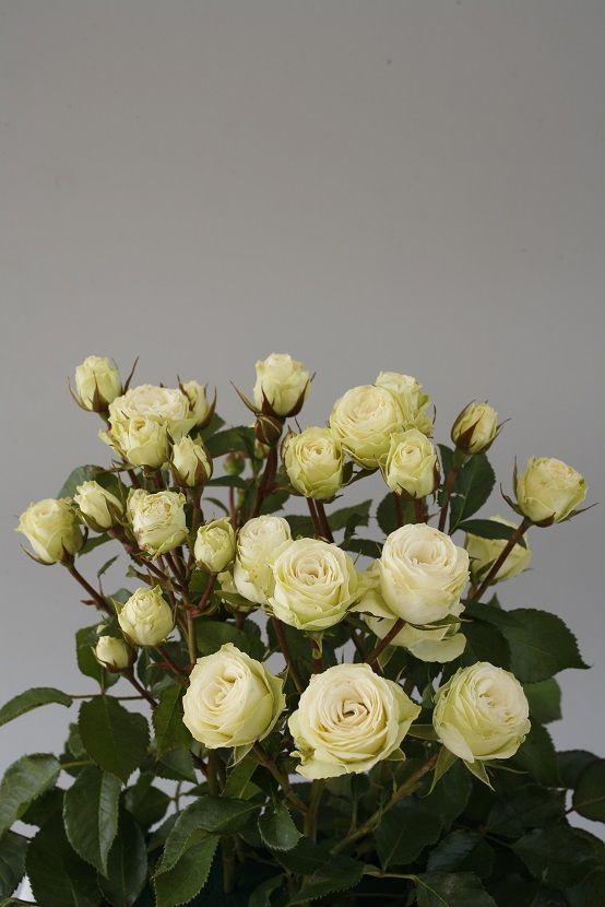 Açık Kök Aşılı White Orkan Yediveren Beyaz Gül Fidanı