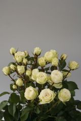 Açık Kök Aşılı White Orkan Yediveren Beyaz Gül Fidanı