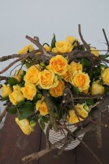 Açık Kök Aşılı Yediveren Sarı Lemon Pompon Gül Fidanı