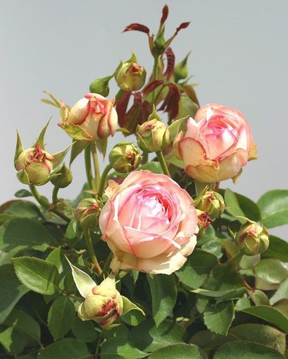 Açık Kök Aşılı Yediveren Lovely Antike Freelander Gül Fidanı