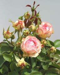 Açık Kök Aşılı Yediveren Lovely Antike Freelander Gül Fidanı