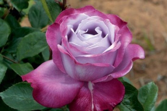 Açık Kök Aşılı Kokulu Blue River Yediveren Mor Gül Fidanı