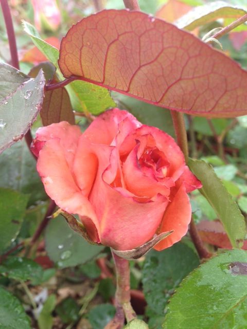 Açık Kök Yediveren Kokulu Somon Gül Fidanı