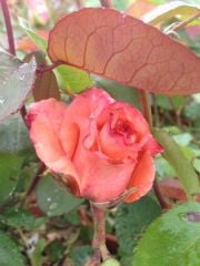 Açık Kök Yediveren Kokulu Somon Gül Fidanı