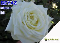 Açık Kök Kokulu Yediveren İri Beyaz Gül Fidanı