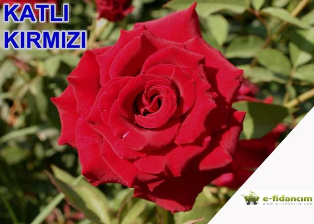 Açık Kök Kokulu Yediveren Katlı Kırmızı Gül Fidanı