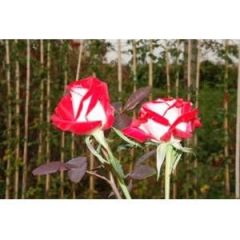 Açık Kök Yediveren Osaria Kırmızı Beyaz Renkli Gül Fidanı