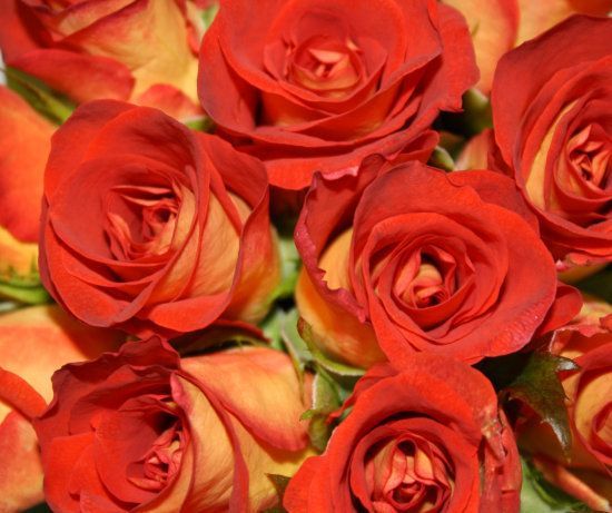 Açık Kök Yediveren Leonidas Kremit Rengi Gül Fidanı