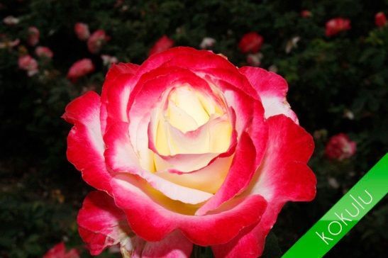 Açık Kök Yediveren Aşılı Kokulu Çift Renk Monte Carlo Gül Fidanı