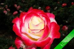 Açık Kök Yediveren Aşılı Kokulu Çift Renk Monte Carlo Gül Fidanı