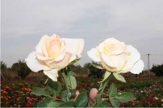 Açık Kök Yediveren Aşılı Turuncu Beyaz Versilia Gül Fidanı