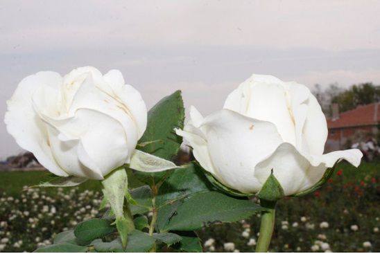 Açık Kök Aşılı Yediveren Polo Beyaz Gül Fidanı