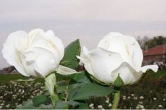 Açık Kök Aşılı Yediveren Polo Beyaz Gül Fidanı