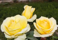 Açık Kök Aşılı Yediveren Sweety Patrick Yediveren Gül Fidanı