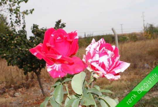 Açık Kök Aşılı Renk Değiştiren İmagine Yediveren Gül Fidanı