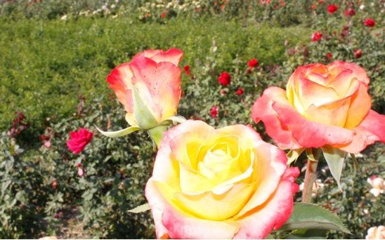 Açık Kök Aşılı Yediveren Miracle Sarı Pembe Gül Fidanı