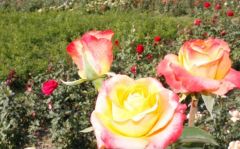 Açık Kök Aşılı Yediveren Miracle Sarı Pembe Gül Fidanı