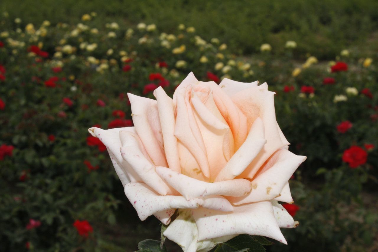 Açık Kök Aşılı Yediveren Krem Grengi Tuist Gül Fidanı