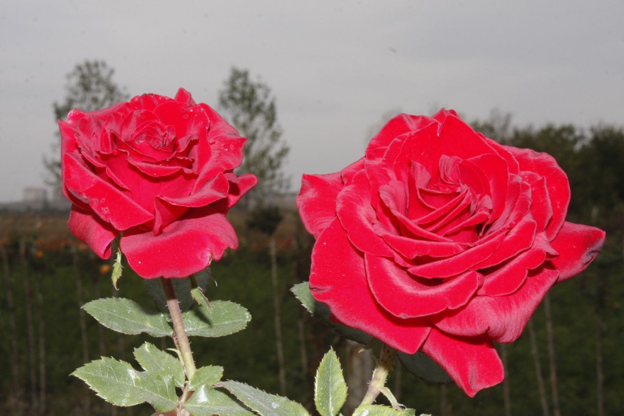 Anteremeo Yediveren Kadife Kırmızı Gül Fidanı